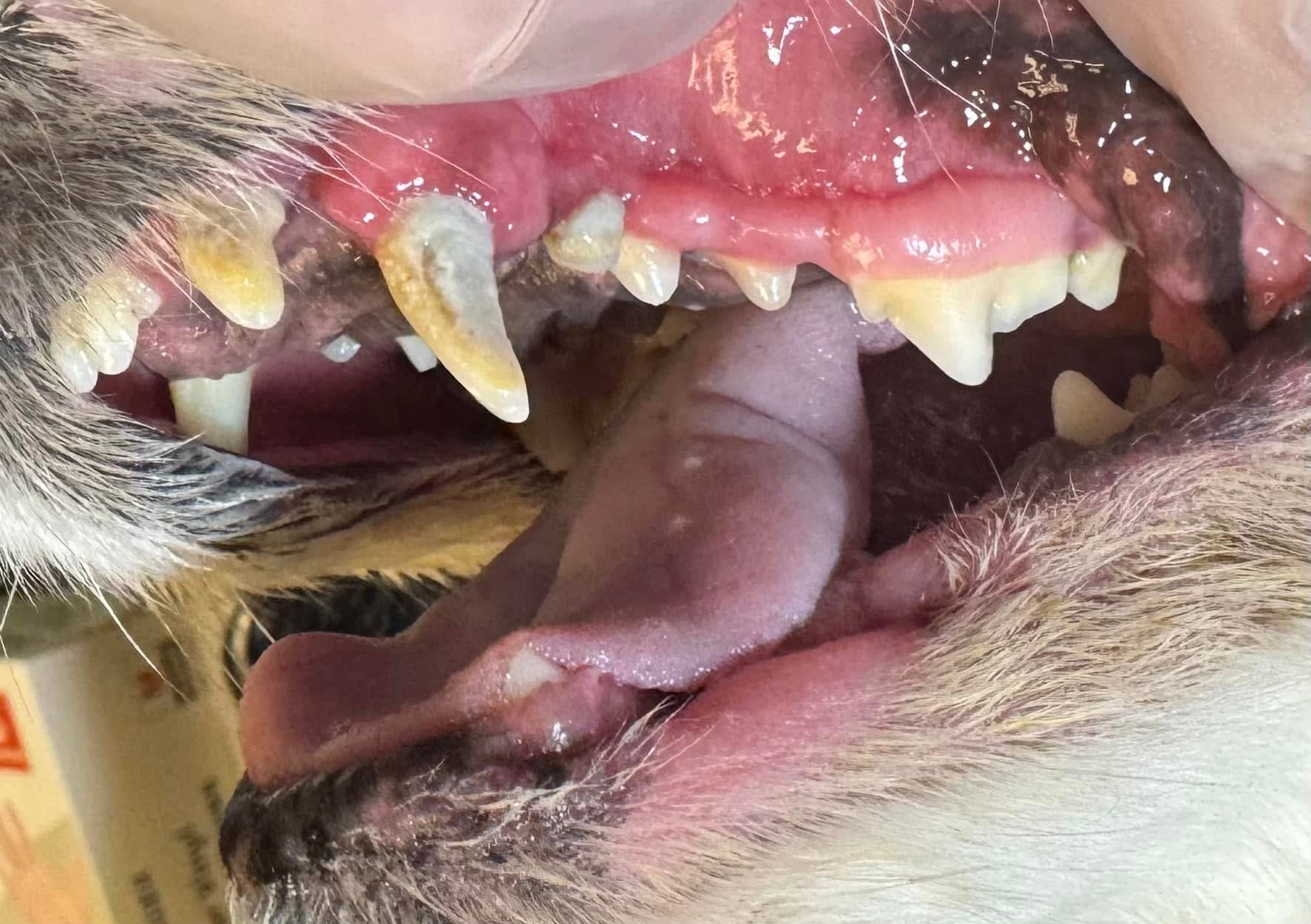 Before cleaning — inflamed gums and tartar