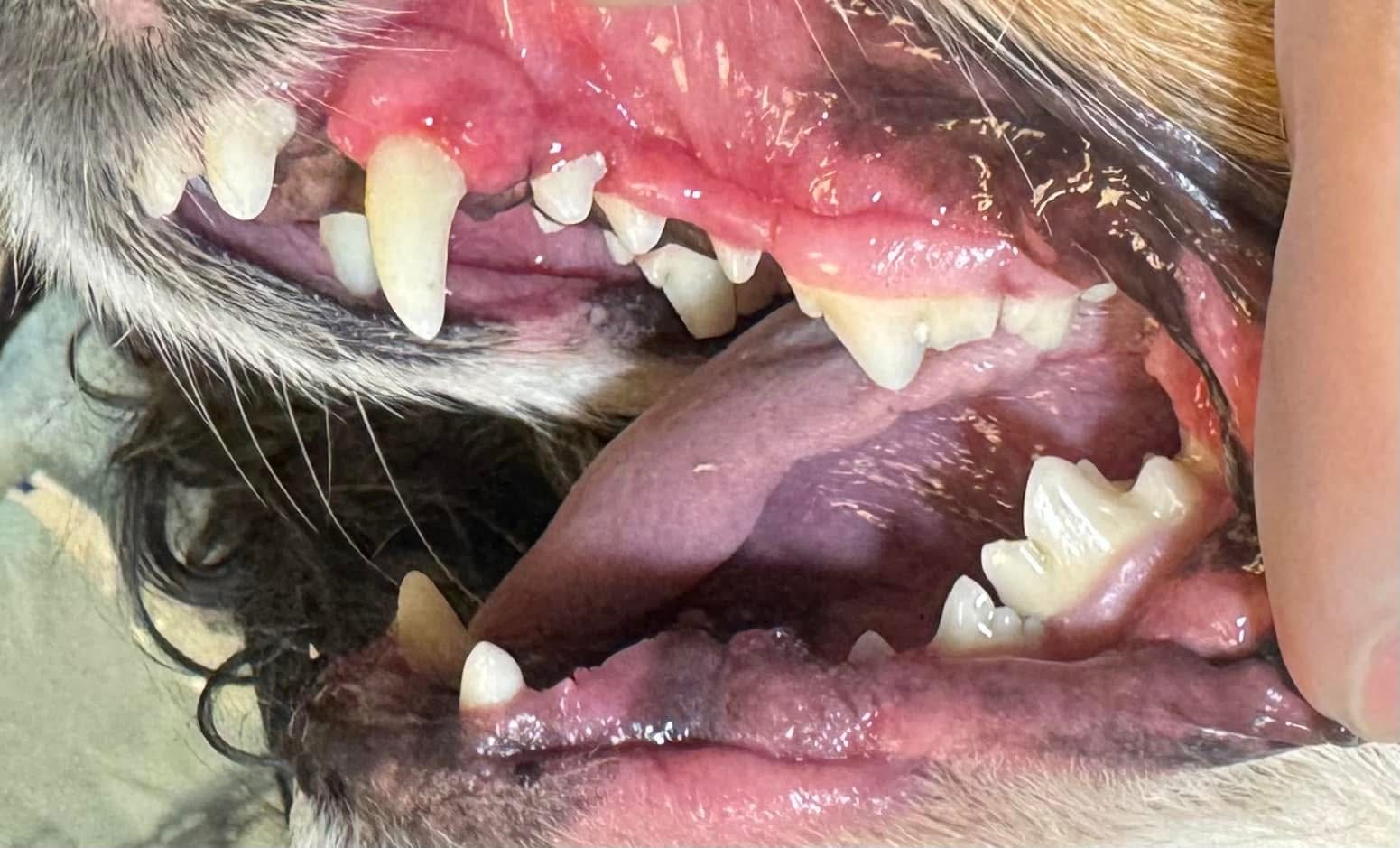After cleaning — calm healthy gums
