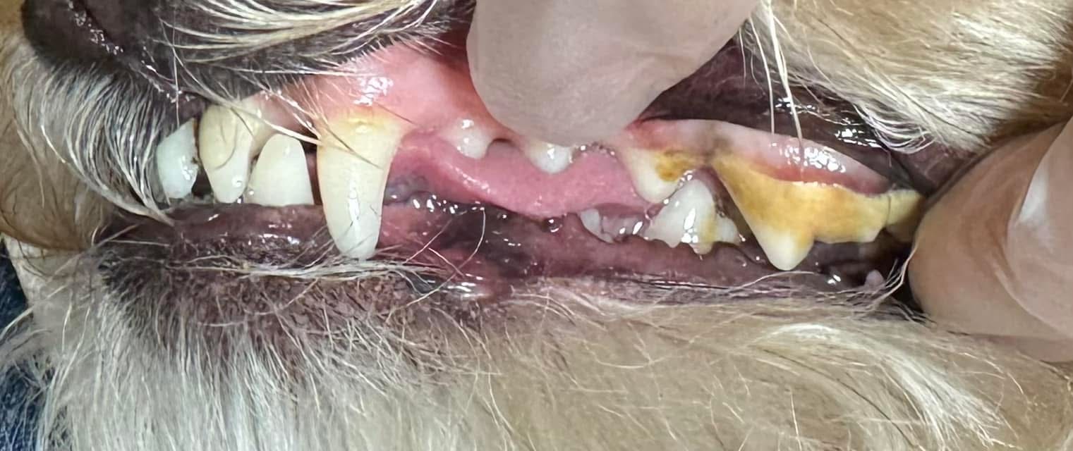 Before cleaning — severe tartar