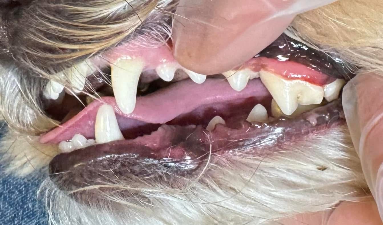 After cleaning — healthy clean teeth