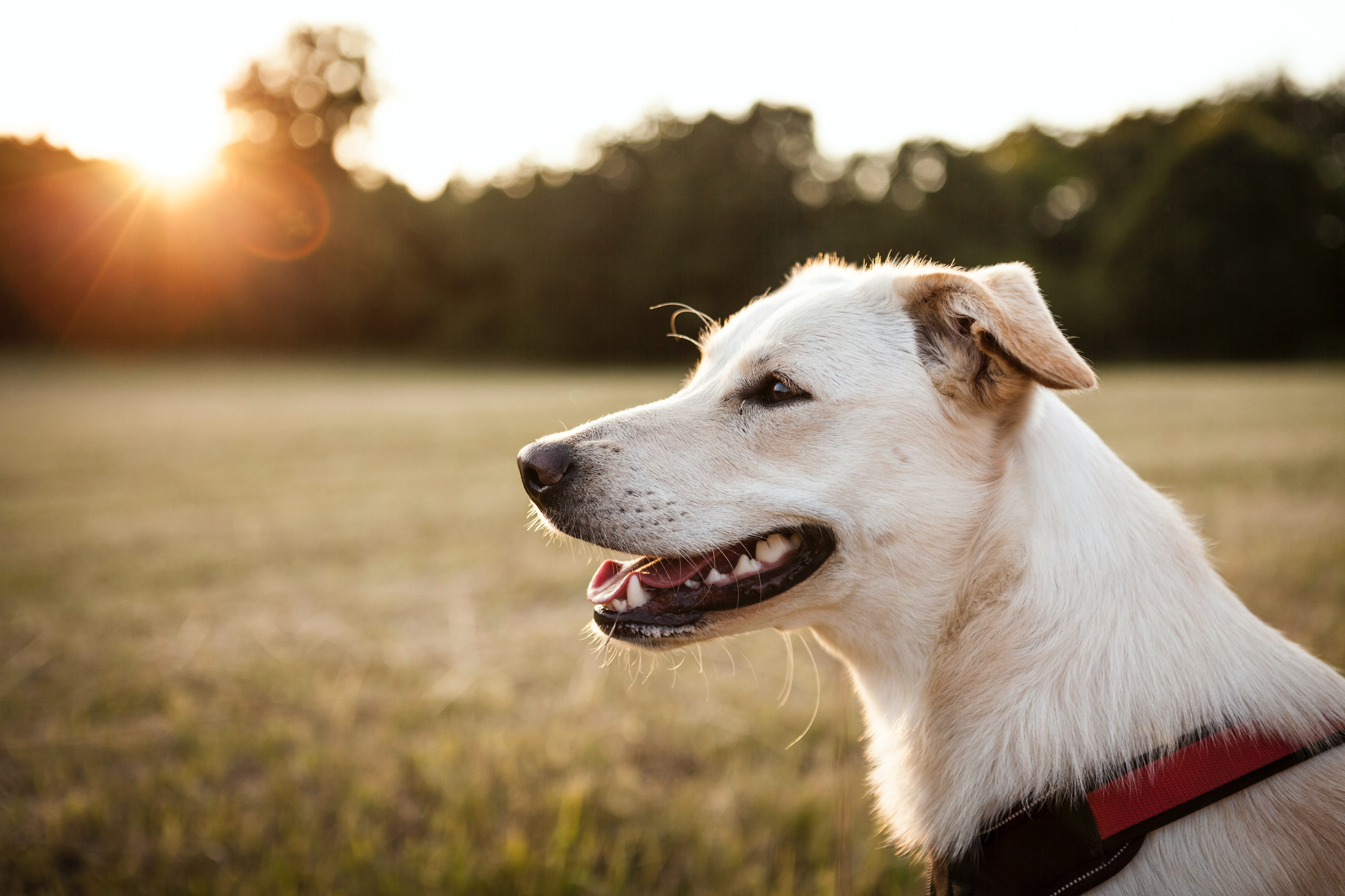 daniel-hering-0_ole_Z2pV8-unsplash